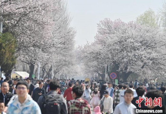 4月21日，大量游客来到吉林大学南岭校区赏花。张瑶 摄