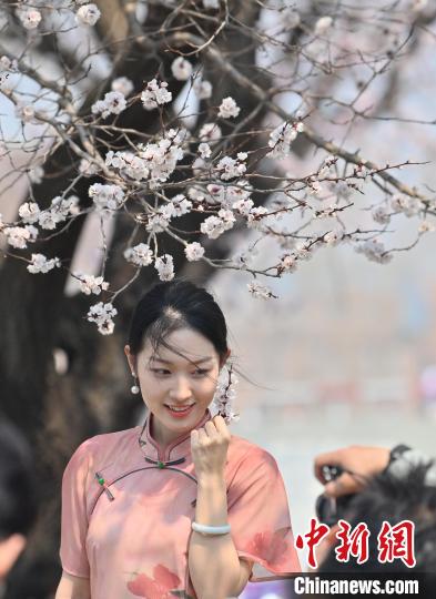 4月21日，一名年轻女孩在杏花树下拍照。张瑶 摄